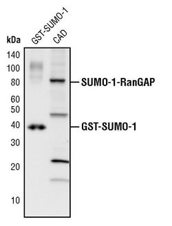 Invitrogen SUMO1 Polyclonal Antibody 100 &mu;L; Unconjugated:Antibodies,