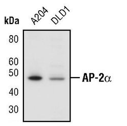 Invitrogen AP2 alpha Polyclonal Antibody 100 &mu;L; Unconjugated:Antibodies,