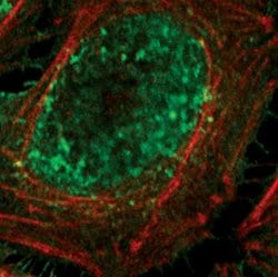 Invitrogen HSP40 Polyclonal Antibody 100 &mu;L; Unconjugated:Antibodies,