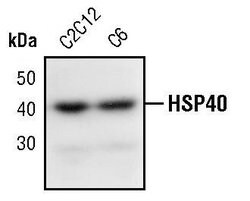 Invitrogen HSP40 Polyclonal Antibody 100 &mu;L; Unconjugated:Antibodies,