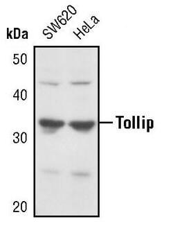 Invitrogen TOLLIP Polyclonal Antibody 100 &mu;L | Buy Online | Invitrogen&trade; | Fisher Scientific