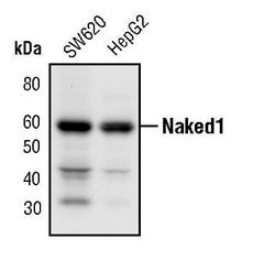 Invitrogen Naked1 Polyclonal Antibody 100 &mu;L; Unconjugated:Anticorps,