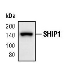 Invitrogen SHIP1 Polyclonal Antibody 100 &mu;L; Unconjugated:Antibodies,