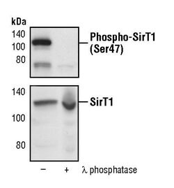 Invitrogen Phospho-SIRT1 (Ser47) Polyclonal Antibody 100 &mu;L; Unconjugated:Antibodies,