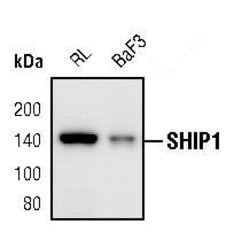 Invitrogen SHIP1 Polyclonal Antibody 100 &mu;L; Unconjugated:Antibodies,