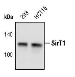 Invitrogen SIRT1 Polyclonal Antibody 100 &mu;L; Unconjugated:Antibodies,