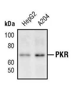 Invitrogen PKR Polyclonal Antibody 100 &mu;L; Unconjugated:Antibodies,