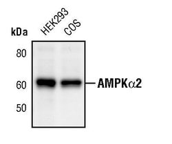 Invitrogen AMPK alpha-2 Polyclonal Antibody 100 &mu;L | Buy Online | Invitrogen&trade; | Fisher Scientific