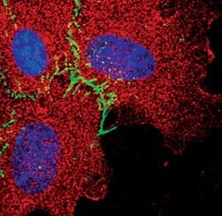 Invitrogen VE-cadherin Polyclonal Antibody 100 &mu;L; Unconjugated:Antibodies,