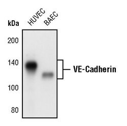 Invitrogen VE-cadherin Polyclonal Antibody 100 &mu;L; Unconjugated:Antibodies,