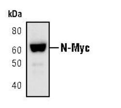 Invitrogen n-Myc Polyclonal Antibody 100 μL; Unconjugated:Antibodies,