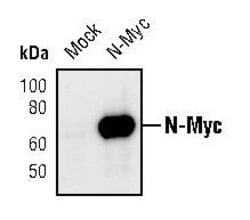 Invitrogen n-Myc Polyclonal Antibody 100 μL; Unconjugated:Antibodies,