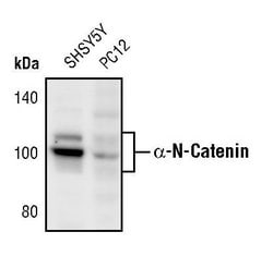 Invitrogen alpha N-Catenin Polyclonal Antibody 100 &mu;L; Unconjugated:Antibodies,