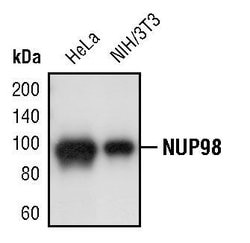 Invitrogen NUP98 Polyclonal Antibody 100 &mu;L; Unconjugated:Antibodies,