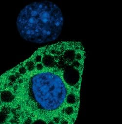 Invitrogen SCD Polyclonal Antibody 100 &mu;L; Unconjugated:Antibodies,