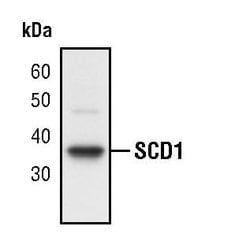 Invitrogen SCD Polyclonal Antibody 100 &mu;L; Unconjugated:Antibodies,