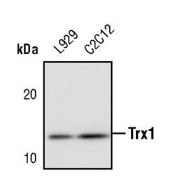 Invitrogen Thioredoxin 1 Polyclonal Antibody 100 &mu;L; Unconjugated:Antibodies,
