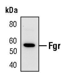 Invitrogen FGR Polyclonal Antibody 100 &mu;L; Unconjugated:Antibodies,