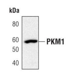Invitrogen PKM2 Polyclonal Antibody 100 μL; Unconjugated:Antibodies,