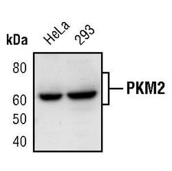 Invitrogen PKM2 Polyclonal Antibody 100 μL; Unconjugated:Antibodies,
