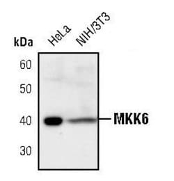 Invitrogen MEK6 Polyclonal Antibody 100 &mu;L; Unconjugated:Antibodies,