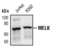 Invitrogen MELK Polyclonal Antibody 100 &mu;L; Unconjugated:Antibodies,