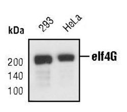 Invitrogen eIF4G Polyclonal Antibody 100 &mu;L; Unconjugated:Antibodies,