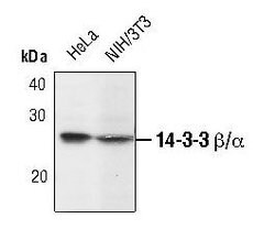 Invitrogen 14-3-3 beta Polyclonal Antibody 100 &mu;L; Unconjugated:Antibodies,