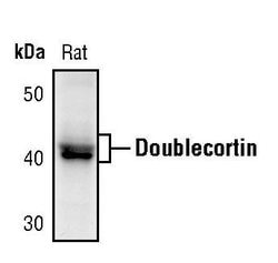 Invitrogen Doublecortin Polyclonal Antibody 100 &mu;L; Unconjugated:Antibodies,