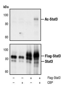 Invitrogen Acetyl-STAT3 (Lys685) Polyclonal Antibody 100 &mu;L | Buy Online | Invitrogen&trade; | Fisher Scientific