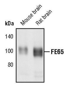 Invitrogen FE65 Polyclonal Antibody 100 &mu;L; Unconjugated:Antibodies,