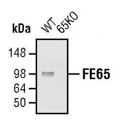 Invitrogen FE65 Polyclonal Antibody 100 &mu;L; Unconjugated:Antibodies,