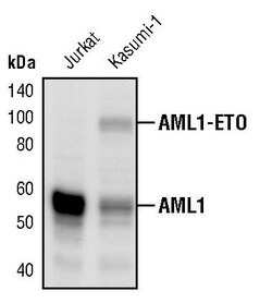 Invitrogen RUNX1 Polyclonal Antibody 100 &mu;L; Unconjugated:Antibodies,