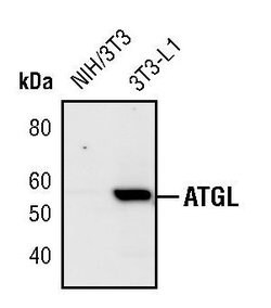 Invitrogen ATGL Polyclonal Antibody 100 &mu;L; Unconjugated:Antibodies,