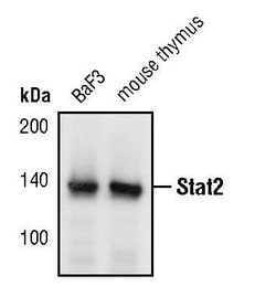 Invitrogen STAT2 Polyclonal Antibody 100 &mu;L; Unconjugated:Antibodies,