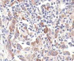 Invitrogen GBL Polyclonal Antibody 100 &mu;L; Unconjugated:Antibodies,
