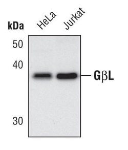 Invitrogen GBL Polyclonal Antibody 100 &mu;L; Unconjugated:Antibodies,