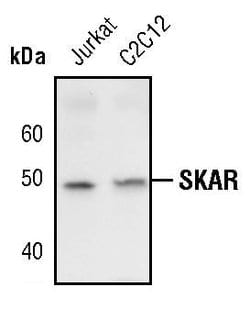 Invitrogen POLDIP3 Polyclonal Antibody 100 &mu;L; Unconjugated:Antibodies,