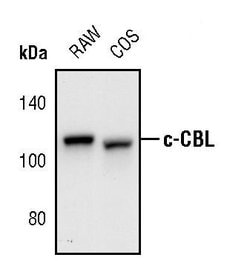 Invitrogen c-Cbl Polyclonal Antibody 100 &mu;L | Buy Online | Invitrogen&trade; | Fisher Scientific