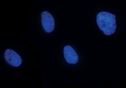 Invitrogen Ku80 Polyclonal Antibody 100 &mu;L; Unconjugated:Antibodies,
