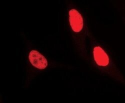 Invitrogen Ku80 Polyclonal Antibody 100 &mu;L; Unconjugated:Antibodies,