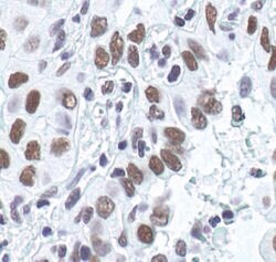 Invitrogen Ku80 Polyclonal Antibody 100 &mu;L; Unconjugated:Antibodies,