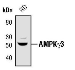 Invitrogen AMPK gamma-3 Polyclonal Antibody 100 &mu;L | Buy Online | Invitrogen&trade; | Fisher Scientific
