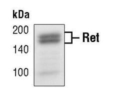 Invitrogen RET Polyclonal Antibody 100 &mu;L | Buy Online | Invitrogen&trade; | Fisher Scientific