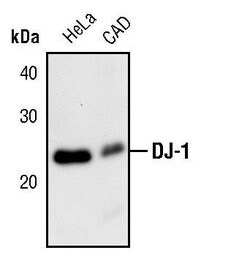 Invitrogen DJ-1 Polyclonal Antibody 100 &mu;L; Unconjugated:Antibodies,