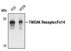 Invitrogen CD266 Polyclonal Antibody 100 μL; Unconjugated:Antibodies,