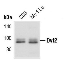 Invitrogen DVL2 Polyclonal Antibody 100 &mu;L; Unconjugated:Antibodies,