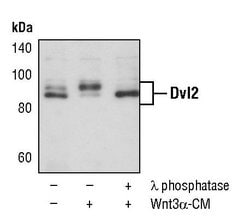 Invitrogen DVL2 Polyclonal Antibody 100 &mu;L; Unconjugated:Antibodies,