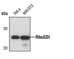 Invitrogen RhoGDI Polyclonal Antibody 100 &mu;L | Buy Online | Invitrogen&trade; | Fisher Scientific