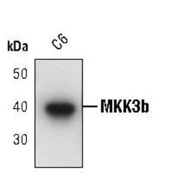 Invitrogen MEK3 Polyclonal Antibody 100 &mu;L; Unconjugated:Antibodies,